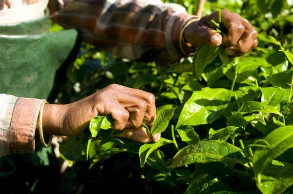 Nő betakarítás tea levelek — Stock Fotó