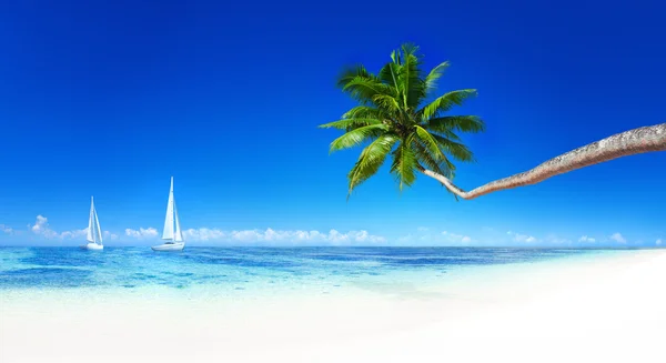 Вітрильники на пляжі та пальмовому дереві — стокове фото