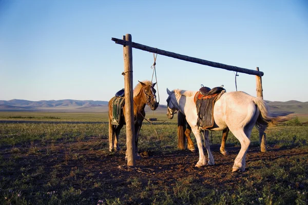 Dos caballos atados en el poste — Foto de Stock