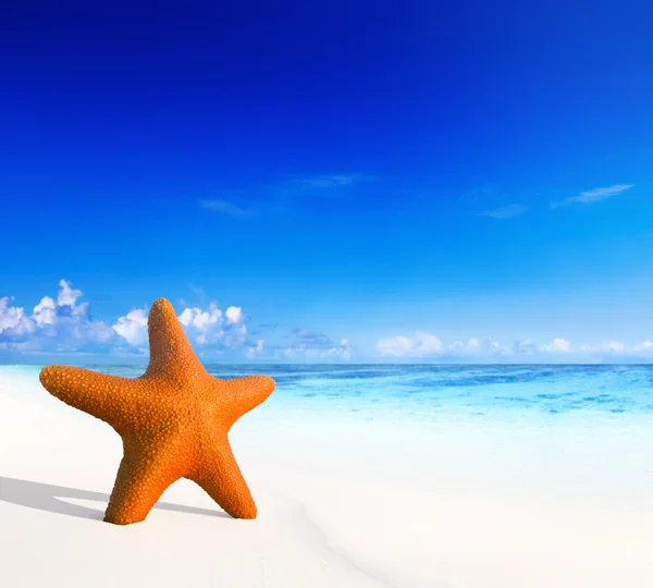 Estrella de mar en la playa tropical — Foto de Stock