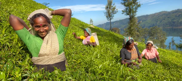 Boldog tea válogatókig csoportja — Stock Fotó