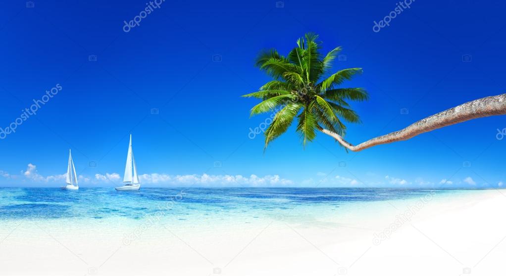 Sailboats on beach and palm tree