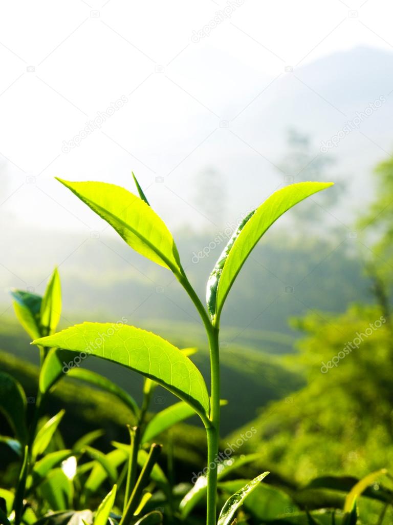 Fresh tea leaves in morning