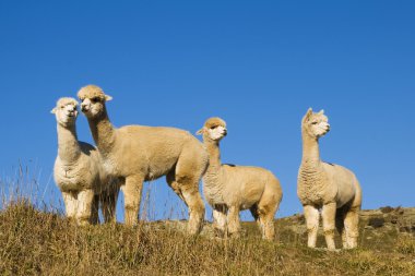 vahşi doğada lamas sürüsü