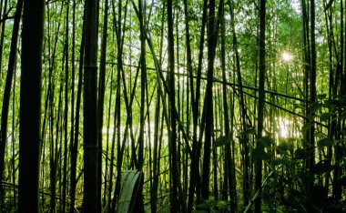 Bambu ormanı
