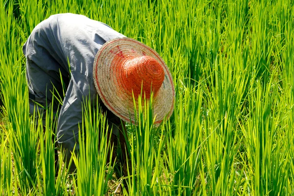 Фермер збирання врожаю рису — стокове фото