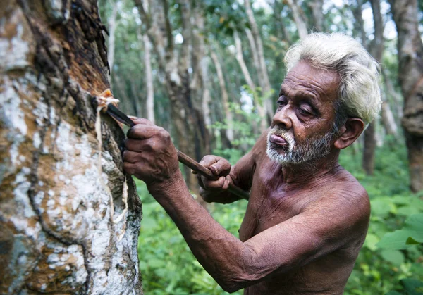 Sri Lankas mannen knacka gummiträd — Stockfoto