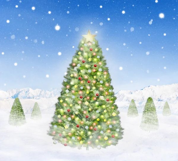 Alberi di Natale — Foto Stock