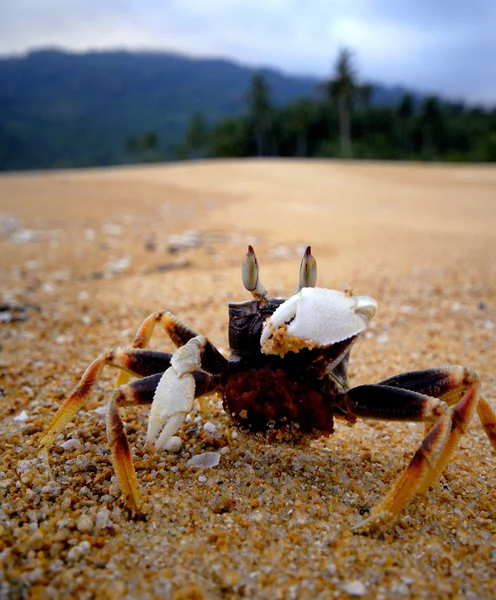 Cangrejo en una playa de arena — Foto de Stock