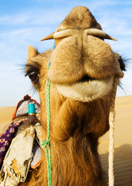 Happy camel smiling