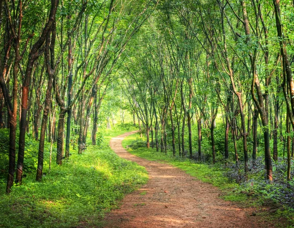 Jalur hutan yang mempesona. — Stok Foto