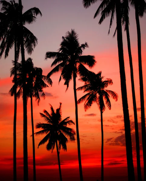 在热带小岛上的日落. — 图库照片