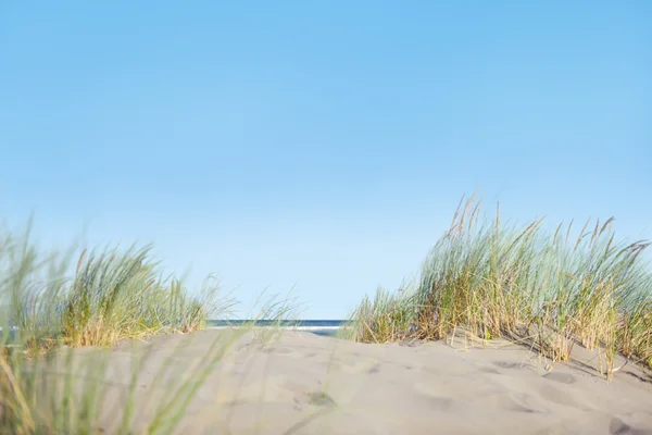 砂浜に草の砂丘 — ストック写真