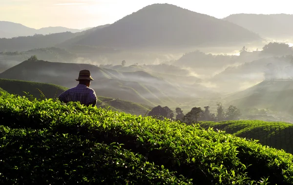 Agricultor en plantación de té — Foto de Stock