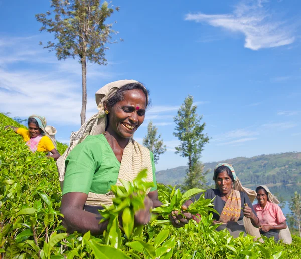 Teepflückerinnen in Sri Lanka. — Stockfoto