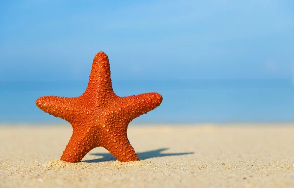 Starfish on tropical beach — Stock Photo, Image