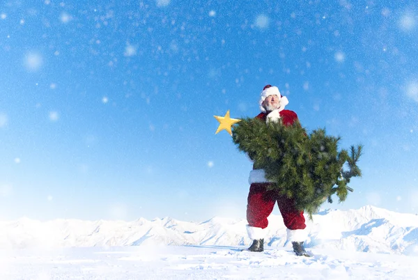 Santa claus carrying christmas tree — Stock Photo, Image