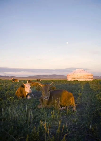 Vaches couchées devant la tente — Photo