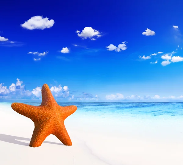 Starfish on the sand — Stock Photo, Image