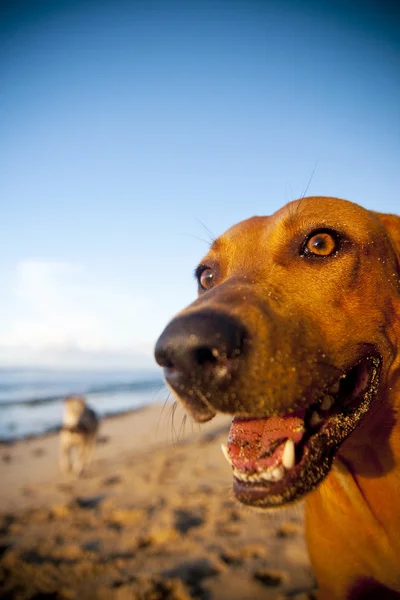 Pláž pes — Stock fotografie