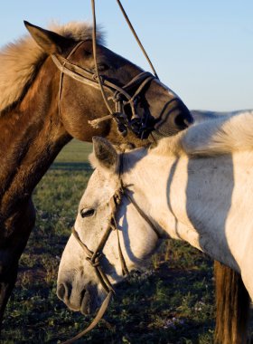 iki at birbirleriyle temas