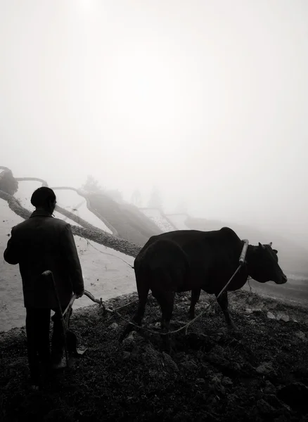 Homme préparant des terrasses de riz — Photo