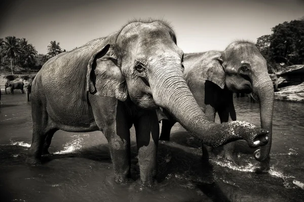 Ланкийские слоны — стоковое фото