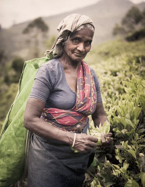 Tea picker picks leaves — Stock Photo, Image