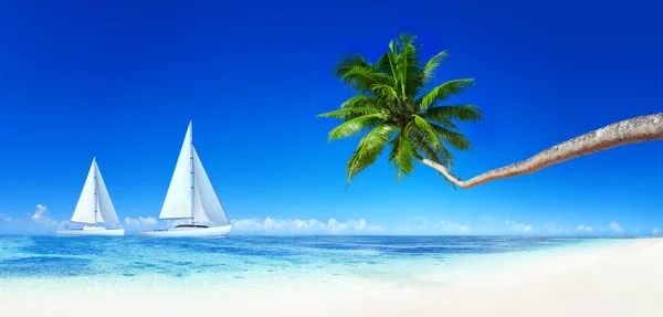 Yachts, blue sky and palm tree — Stock Photo, Image