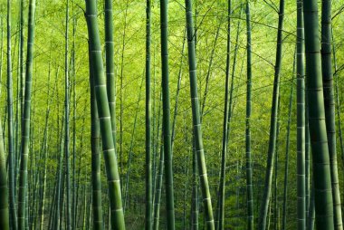 Bambu ormanı