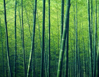 Bambu ormanı