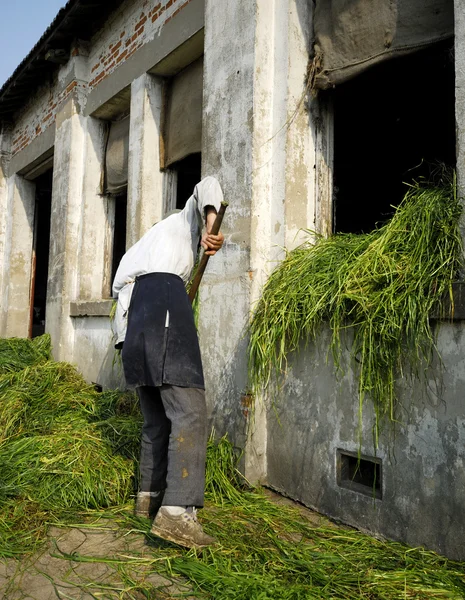 Çin'deki çiftçi — Stok fotoğraf