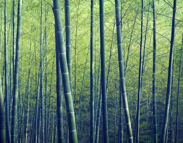 Floresta de bambu — Fotografia de Stock