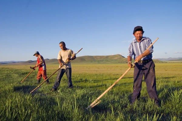 Agricultores mongóis trabalhando — Fotografia de Stock