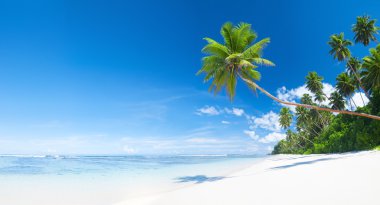 Güzel tropikal plaj