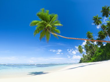 Güzel tropikal plaj