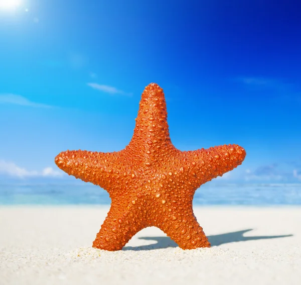 Starfish on tropical beach — Stock Photo, Image