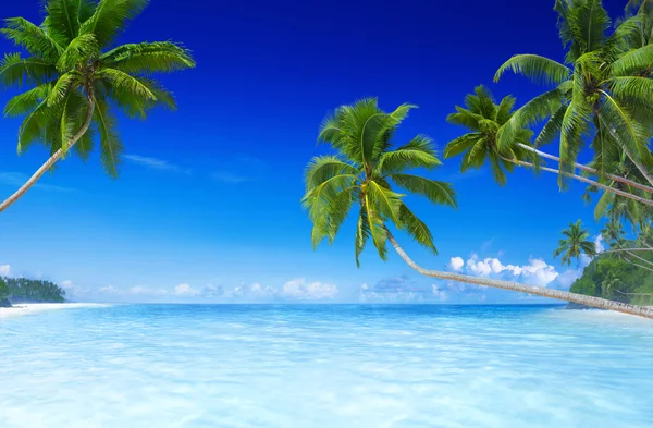 Güzel tropikal plaj