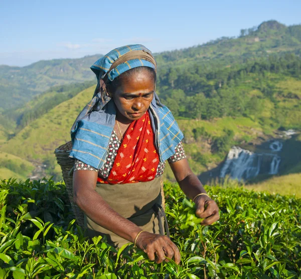 Thee picker plukken tea — Stockfoto