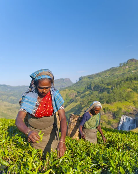 Γυναίκες τσάι pickers — Φωτογραφία Αρχείου
