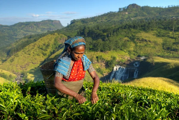 Thee picker plukken tea — Stockfoto