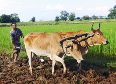 Cambodian local farmer clipart