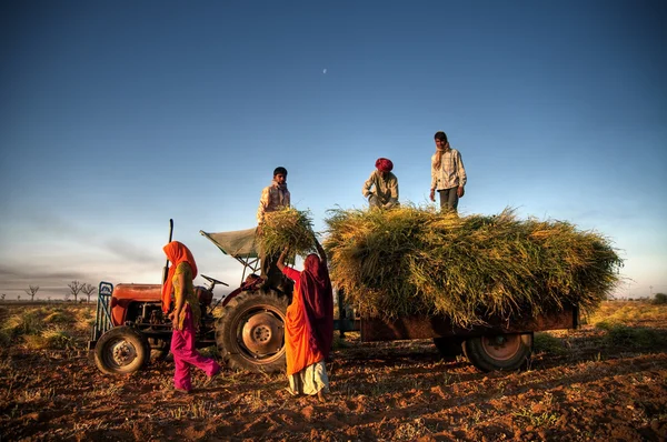 India Family Faeming Harvesting Crops — Stock Photo, Image