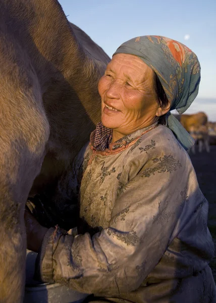 Mongolin beim Melken der Kuh — Stockfoto