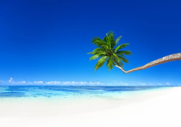 Coconut palmboom op strand — Stockfoto