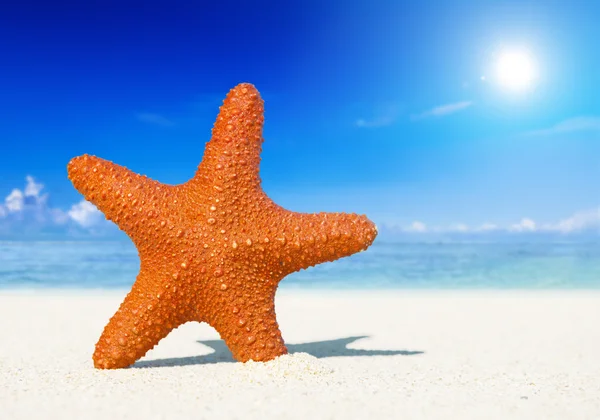 Starfish on a tropical beach. — Stock Photo, Image