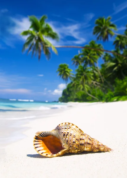 Shell op strand — Stockfoto