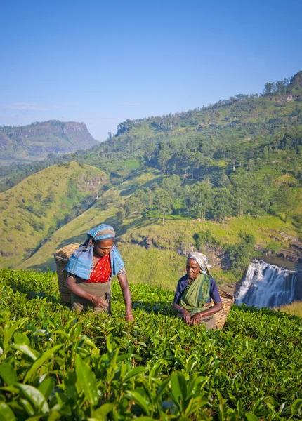 Donne dello Sri Lanka che raccolgono foglie di tè — Foto Stock