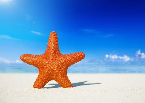 Estrella de mar de pie en la playa — Foto de Stock