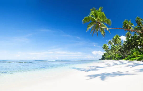Paradise with palm trees Royalty Free Stock Images